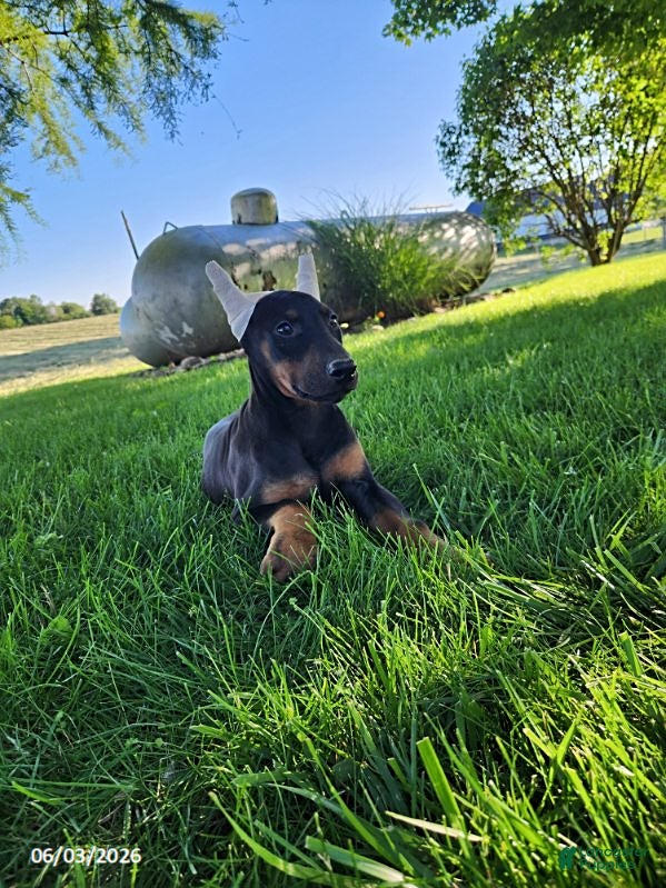 Doberman Pinscher dogs for sale: Ranger - Ad 6