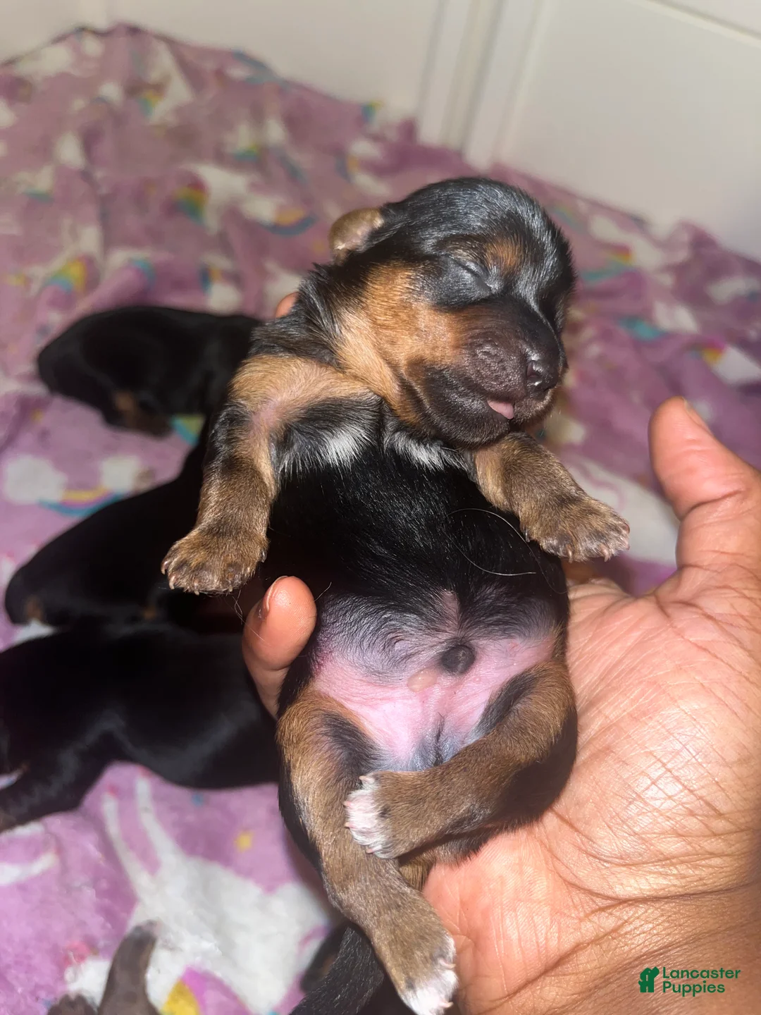 Yorkiepoo dogs for sale: Marvin - Ad 1