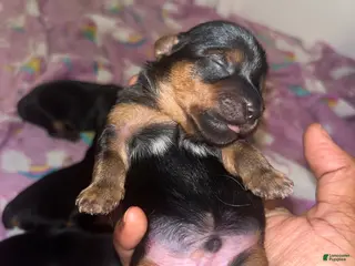 Yorkiepoo dogs Marvin - Ad 2