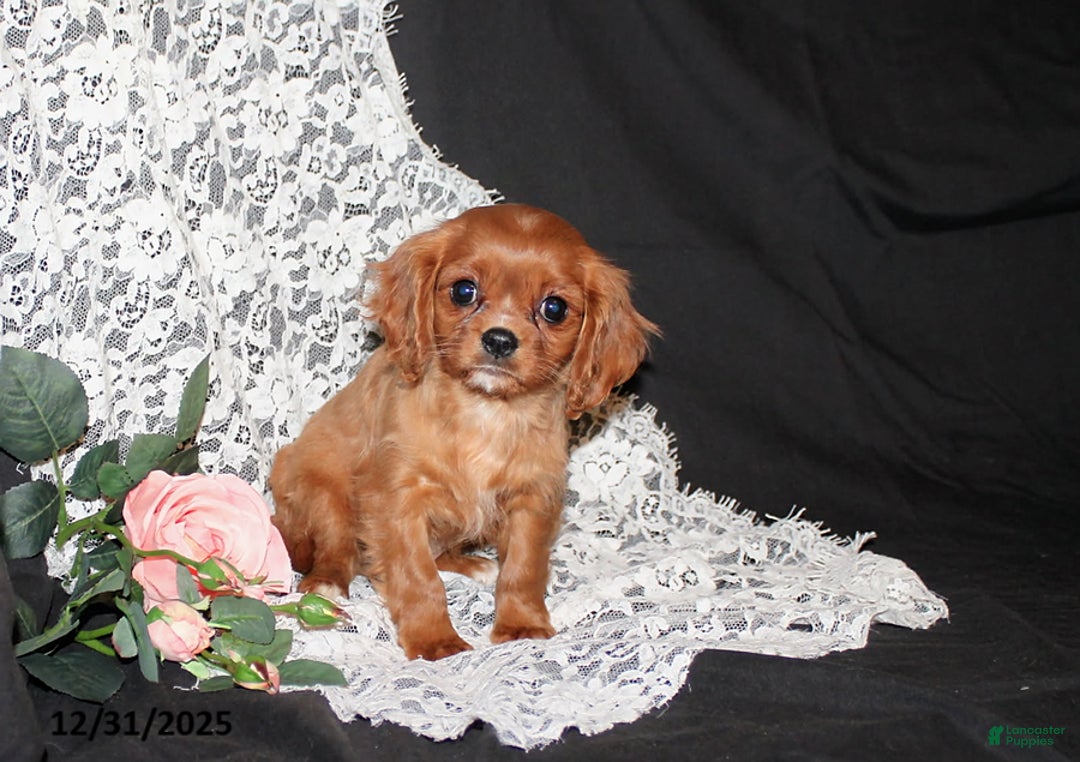 Cavalier King Charles Spaniel dogs for sale: Princess - Ad 2