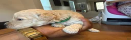 Mini Goldendoodle dogs for sale: Dolce  - Ad 5