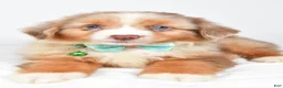 Miniature Australian Shepherd dogs for sale: Jake - Ad 7