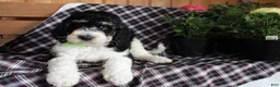 Bernedoodle dogs for sale: Chubby - Ad 4