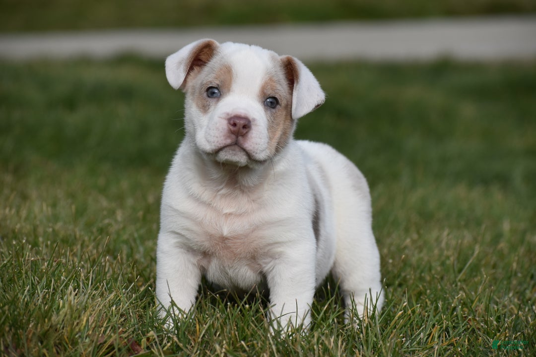 Mixed Breed dogs for sale: Jane - Ad 3