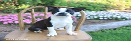 Boston Terrier dogs for sale: Candy - Ad 5