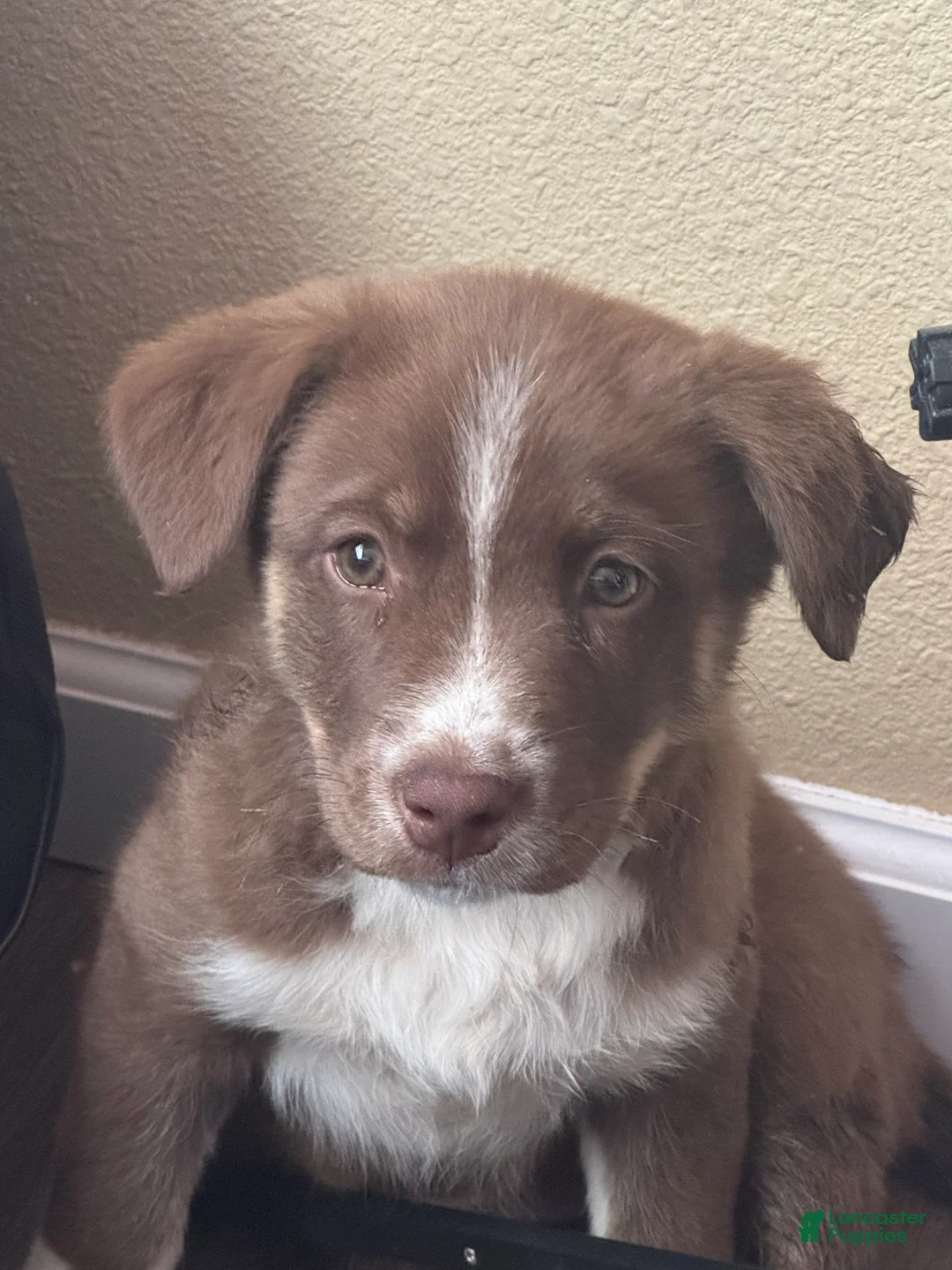 Mixed Breed dogs for sale: Mixed Breed Puppy 2 - Ad 2