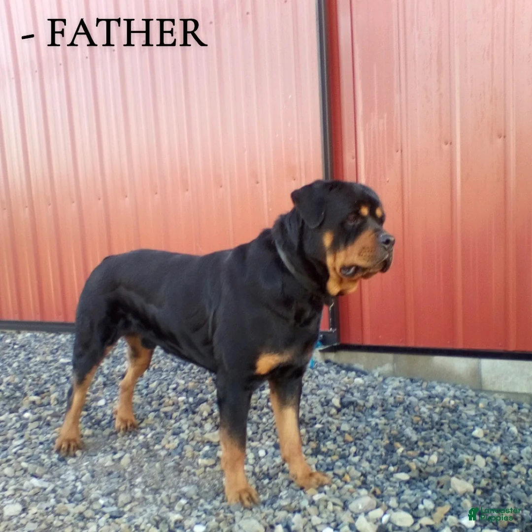 Rottweiler dogs for sale: Chase - Ad 13