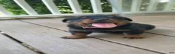 Rottweiler dogs for sale: Pearl - Ad 8