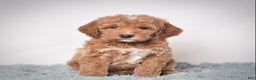 Mini Goldendoodle dogs for sale: Mr. Pluto - Ad 2
