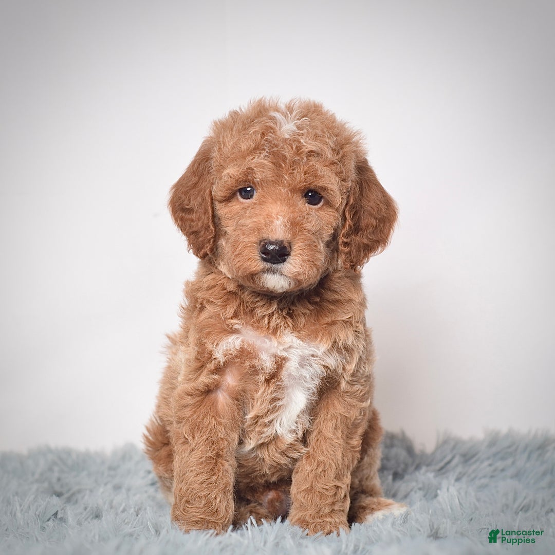Mini Goldendoodle dogs for sale: Mr. Pluto - Ad 2