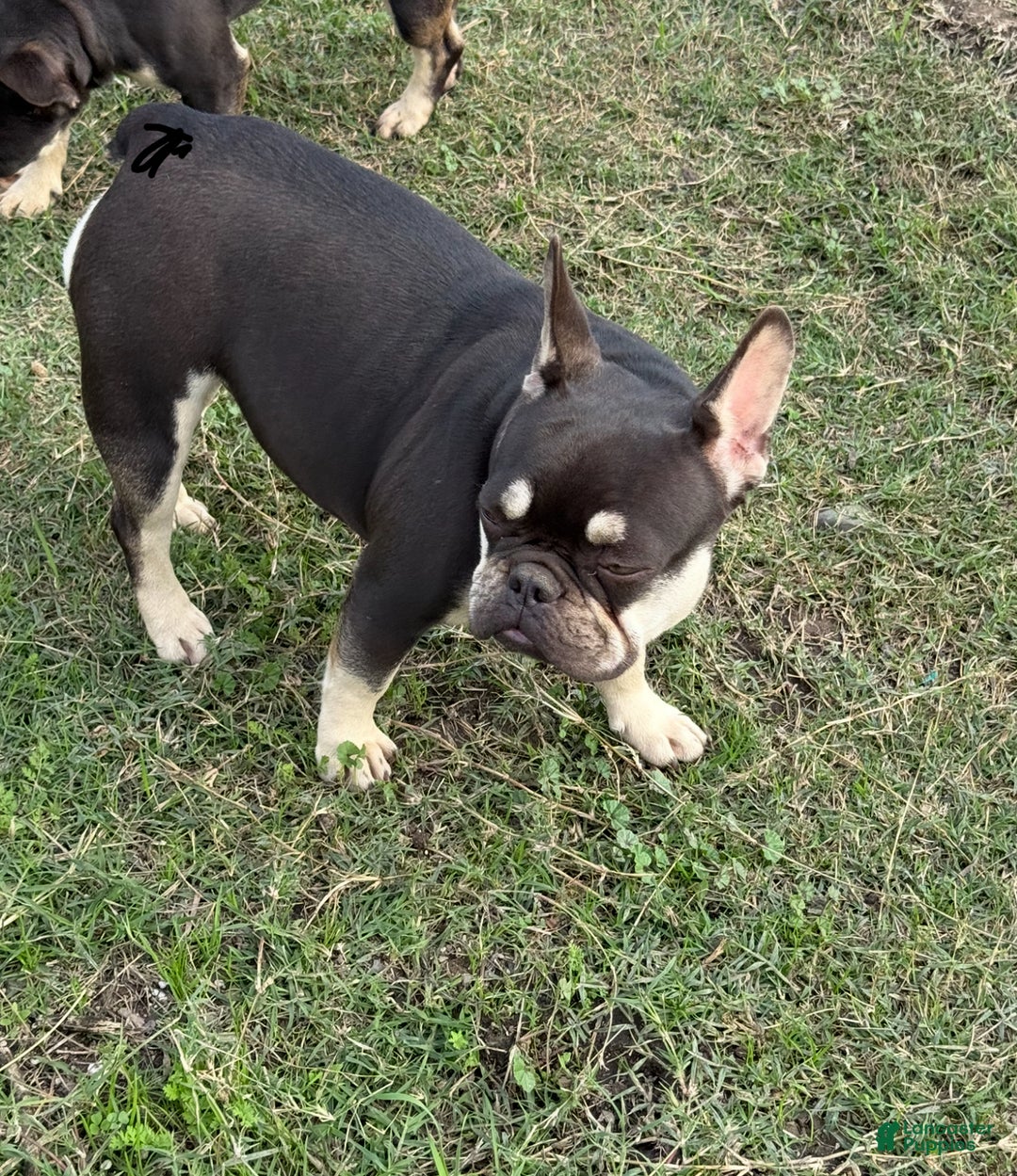 French Bulldog dogs for sale: Blue - Ad 6