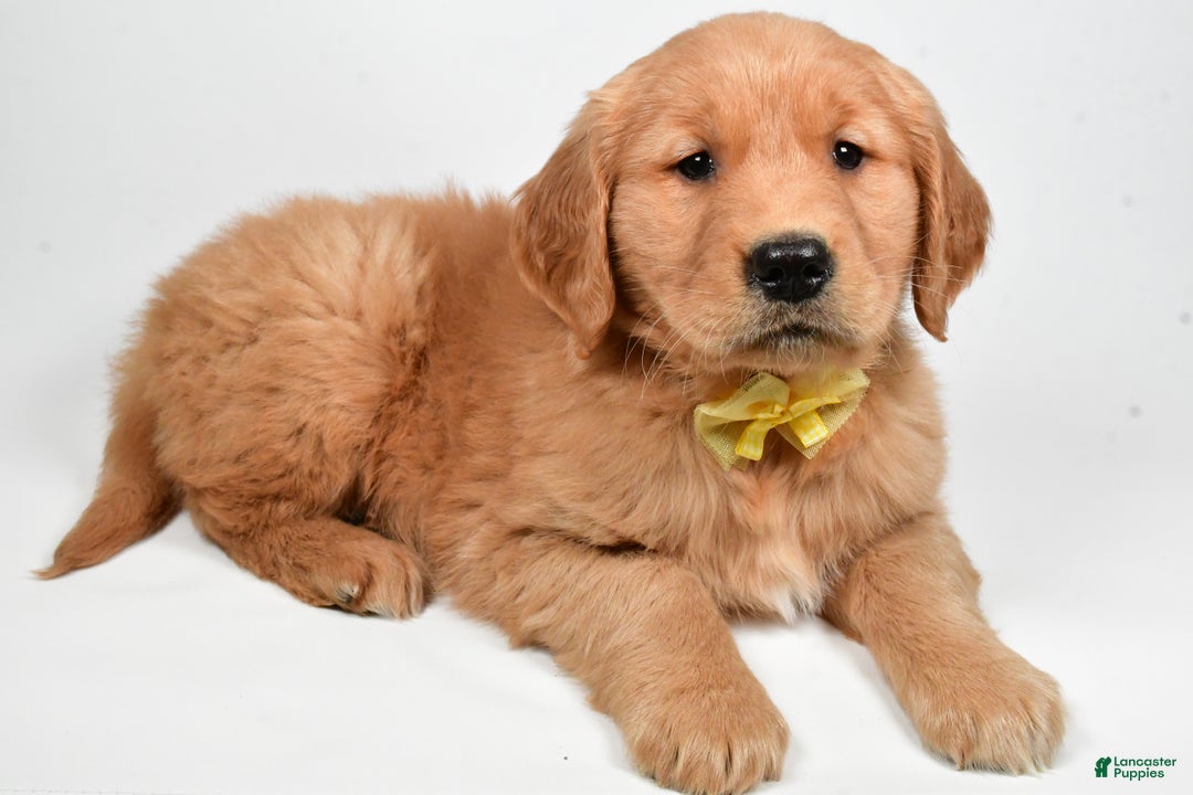 Golden Retriever dogs for sale: Leo - Ad 7