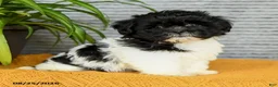 Teddy Bear dogs for sale: Willow - Ad 1