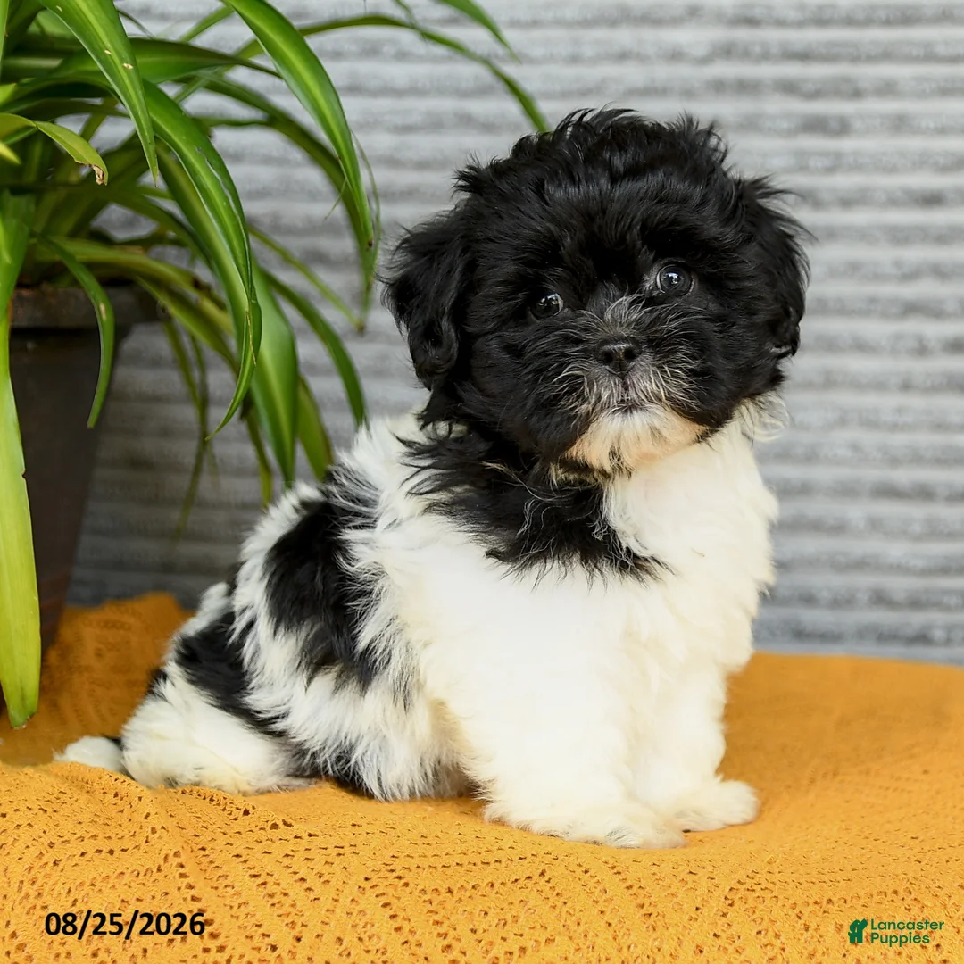 Teddy Bear dogs for sale: Willow - Ad 1