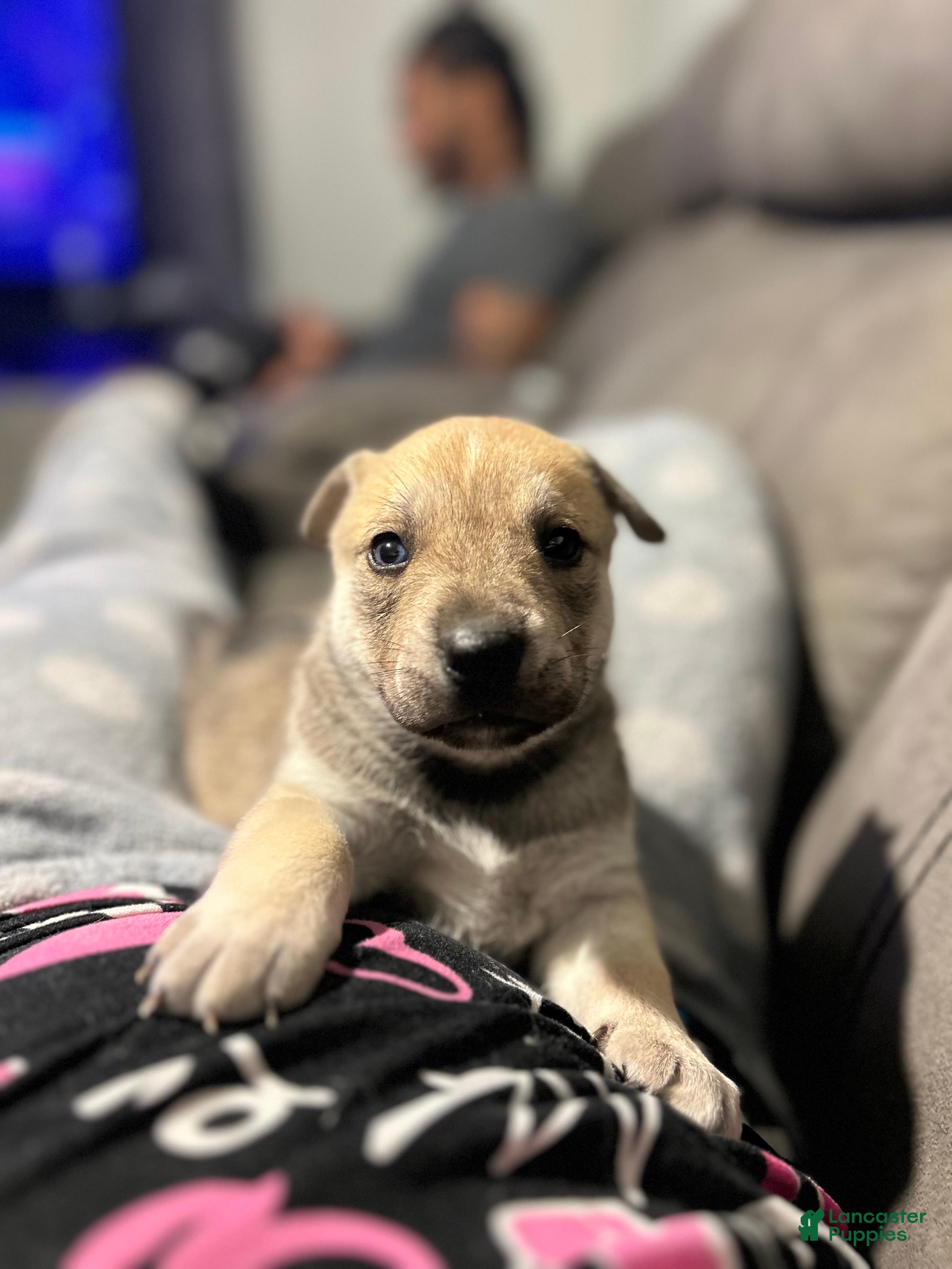Mixed Breed dogs Mixed Breed Puppy 5 - Ad 3