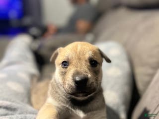 Mixed Breed dogs Mixed Breed Puppy 5 - Ad 3