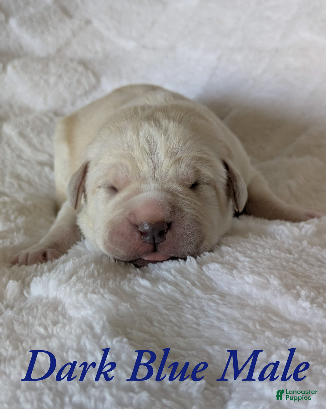 Cane Corso dogs for sale: Dark Blue - Ad 1
