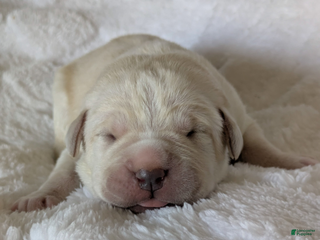 Cane Corso dogs Dark Blue - Ad 5