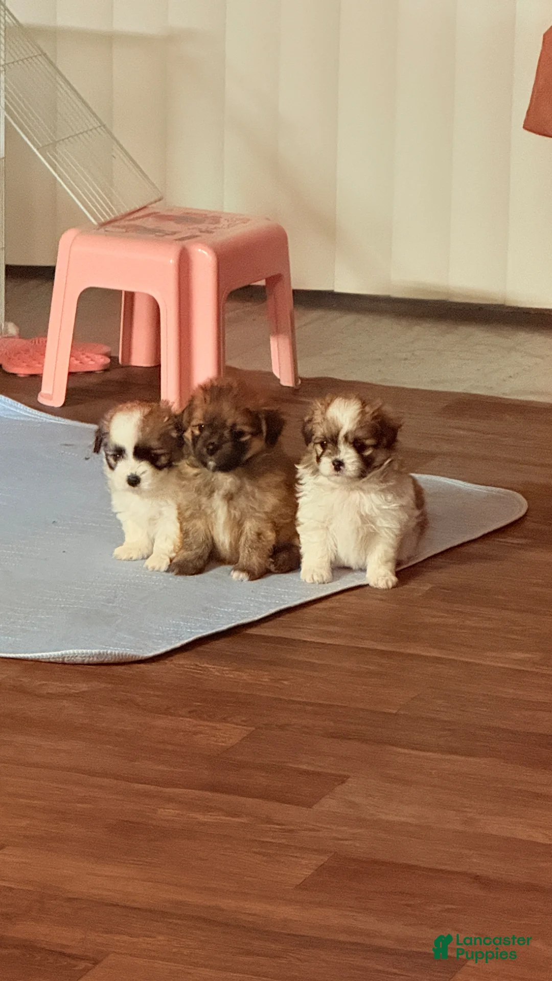 Gallery Image {{count}}