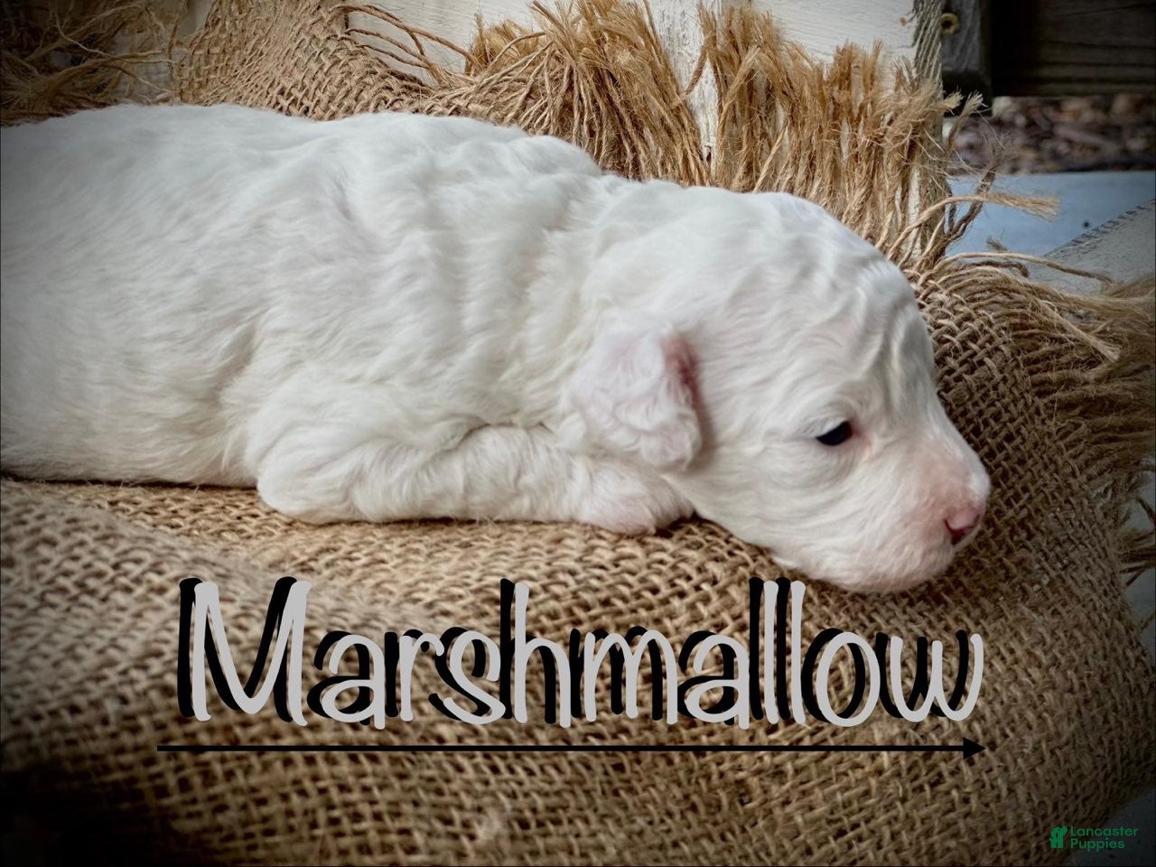 Miniature Poodle dogs Marshmallow - Ad 1