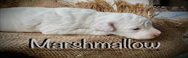 Marshmallow