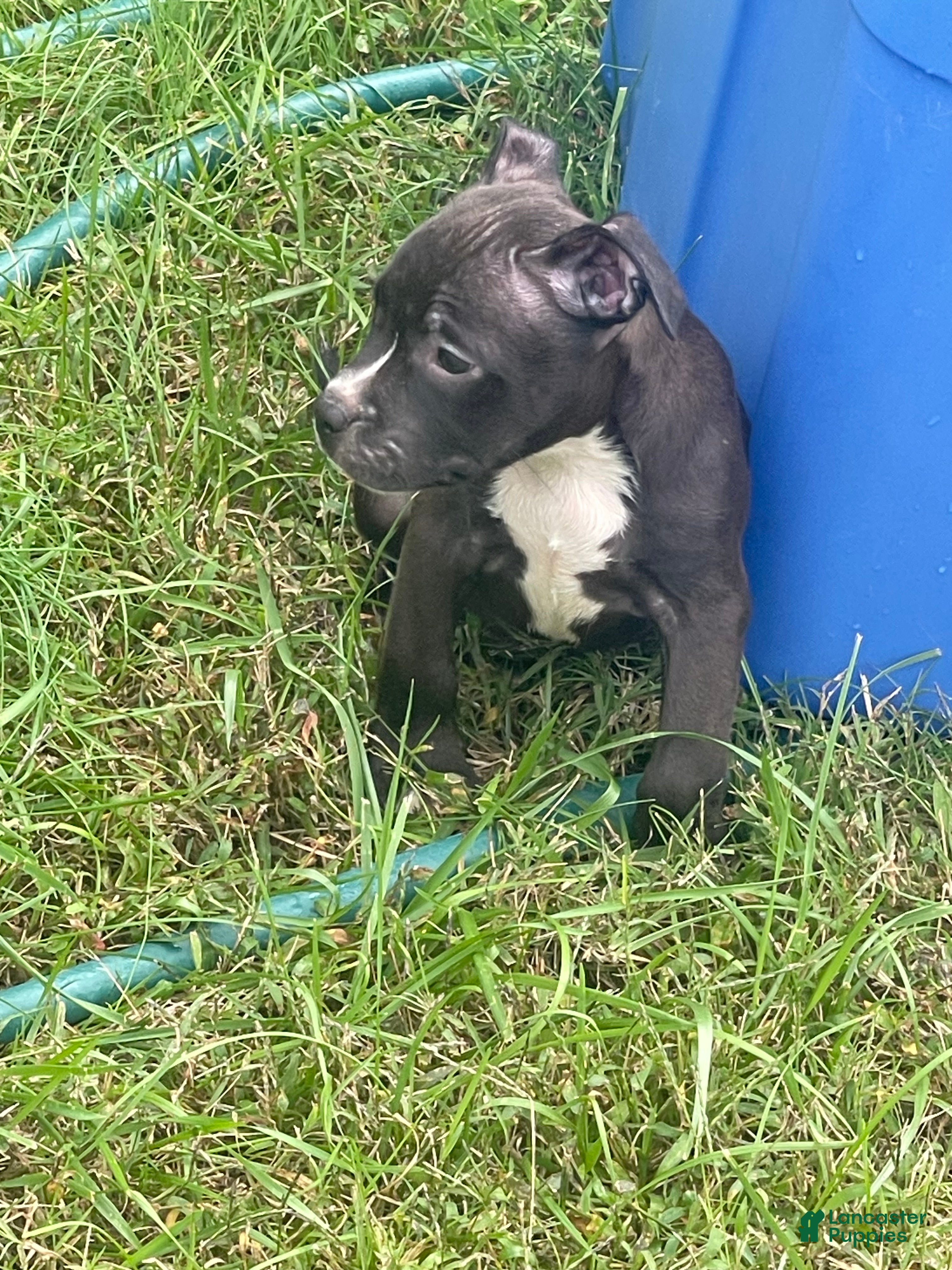 Mixed Breed dogs for sale: Breed 6 - Ad 39