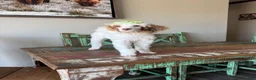 Miniature Poodle dogs for sale: Akc Clear 🧬 Tested Chocolate Phantom Parti 🩷 - Ad 9