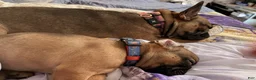 French Bulldog dogs for sale: Bam Bam - Ad 4