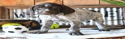 German Shorthaired Pointer dogs for sale: Bandit - Ad 2