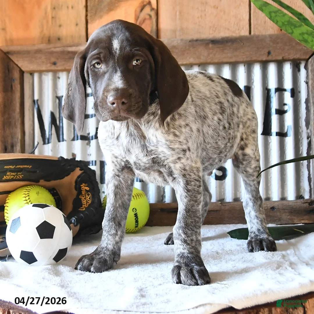 German Shorthaired Pointer dogs for sale: Bandit - Ad 2