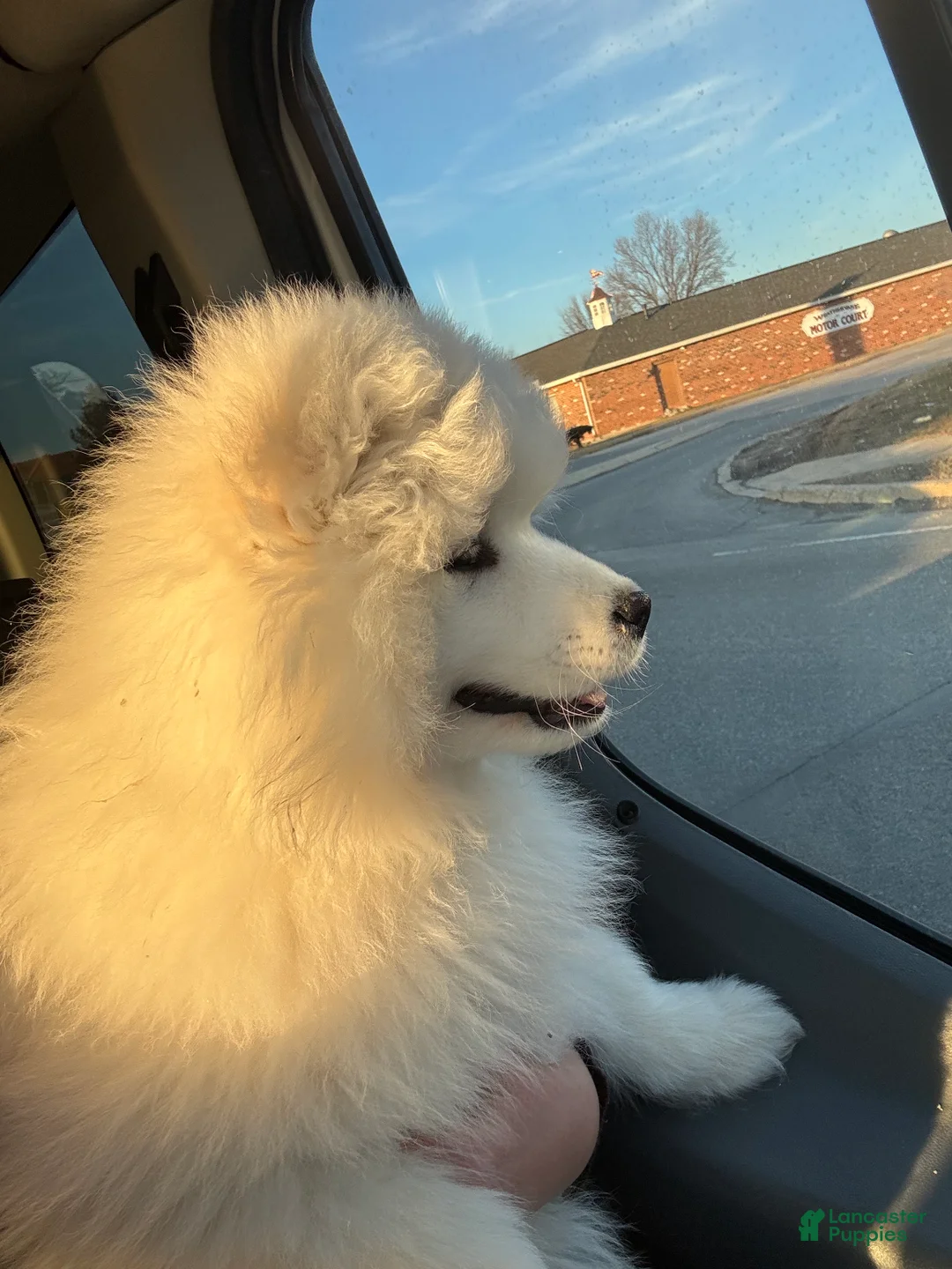Samoyed dogs for sale: Maverick - Ad 2