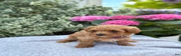 Toy Poodle dogs for sale: Penny - Ad 13