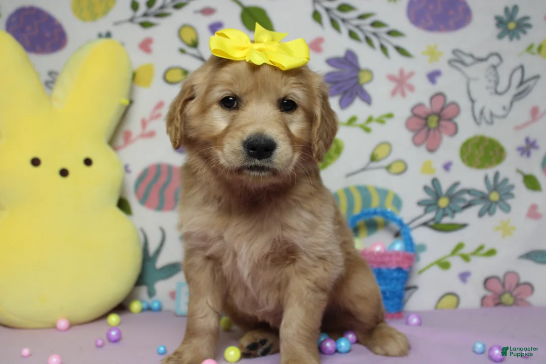 Golden Retriever dogs for sale: AnnaBelle - Ad 1