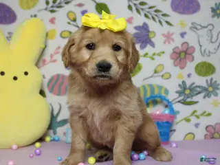Golden Retriever dogs AnnaBelle - Ad 22