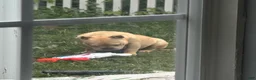 American Bully dogs for stud: Bully - Ad 5