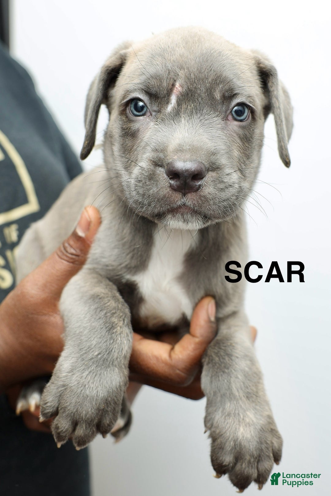 Cane Corso dogs for sale: Scar - Ad 1