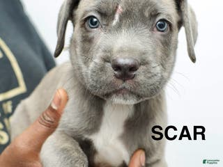 Cane Corso dogs Scar - Ad 8