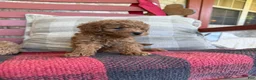 Mixed Breed dogs for sale: Taco - Ad 2