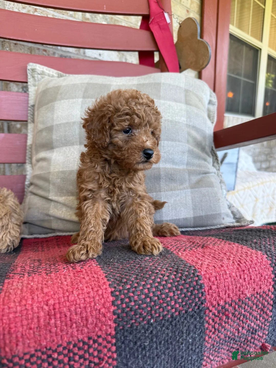Mixed Breed dogs for sale: Taco - Ad 2