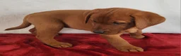 Labrador Retriever dogs for sale: Rani - Ad 4