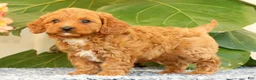Cavapoo dogs for sale: Asher - Ad 3