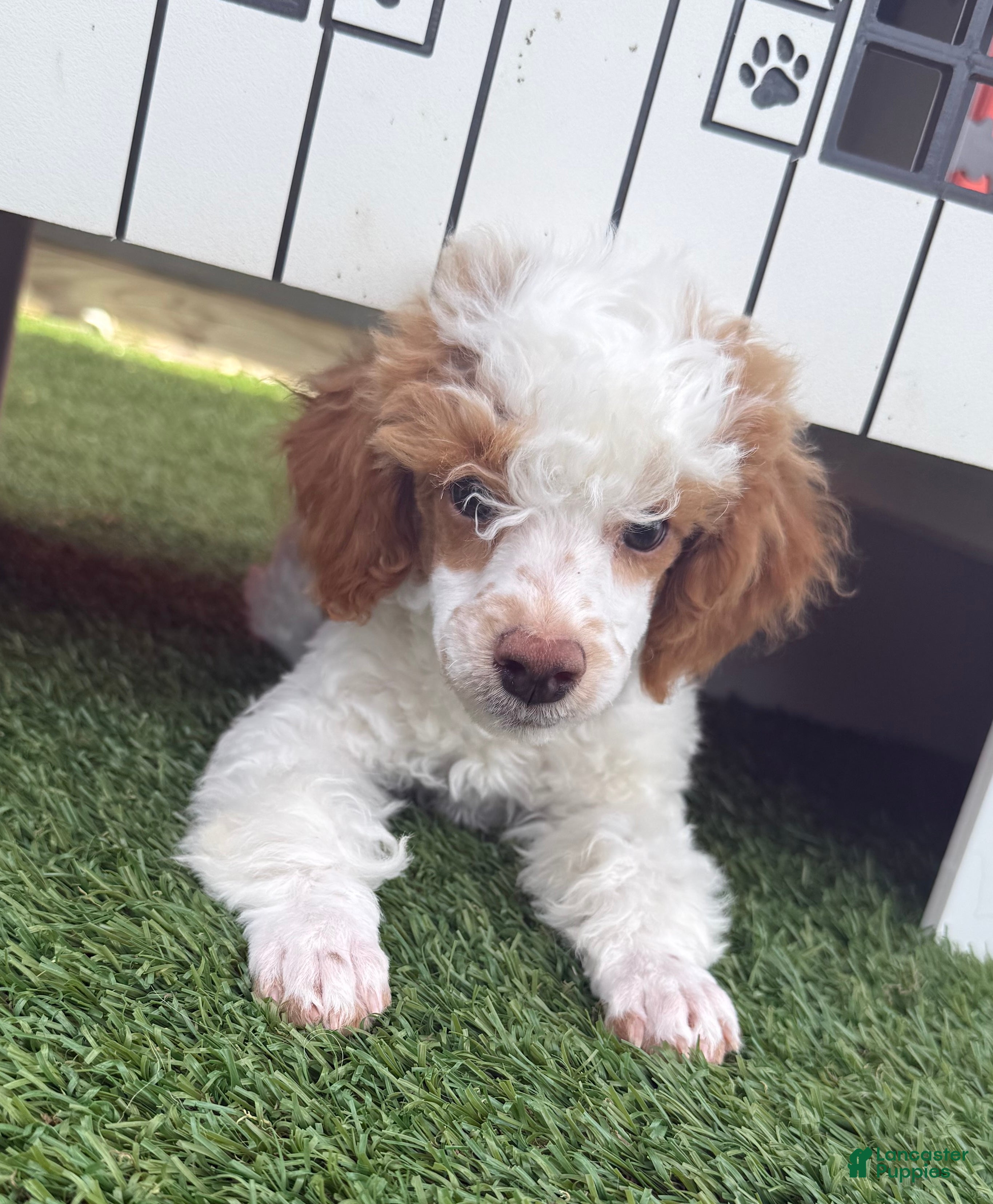 Miniature Poodle dogs Garfield Miniature Poodle Puppy  - Ad 2