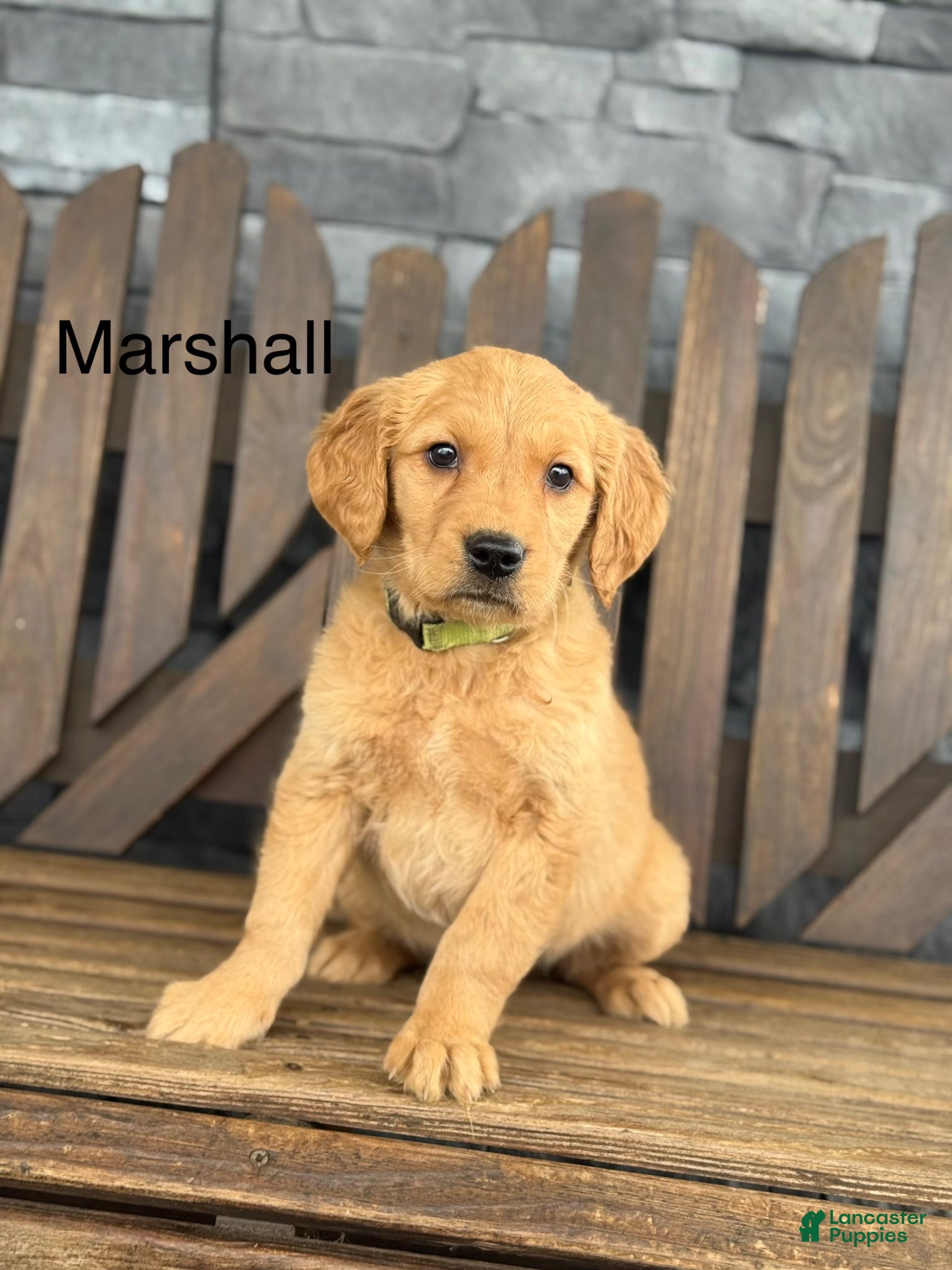 Golden Retriever dogs Marshall - Ad 15