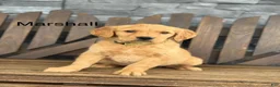 Golden Retriever dogs for sale: Marshall - Ad 1