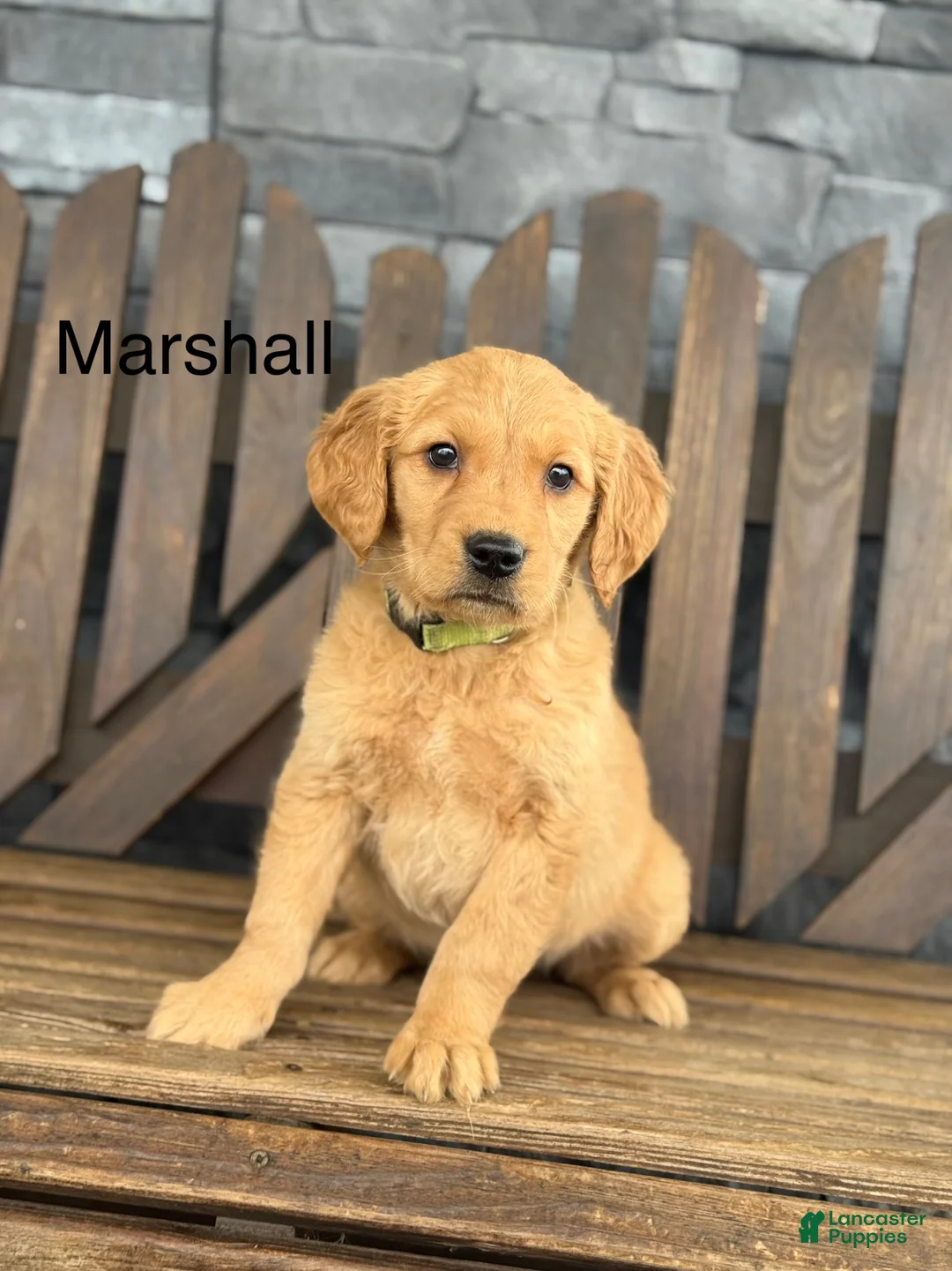 Golden Retriever dogs for sale: Marshall - Ad 1