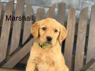 Golden Retriever dogs Marshall - Ad 15