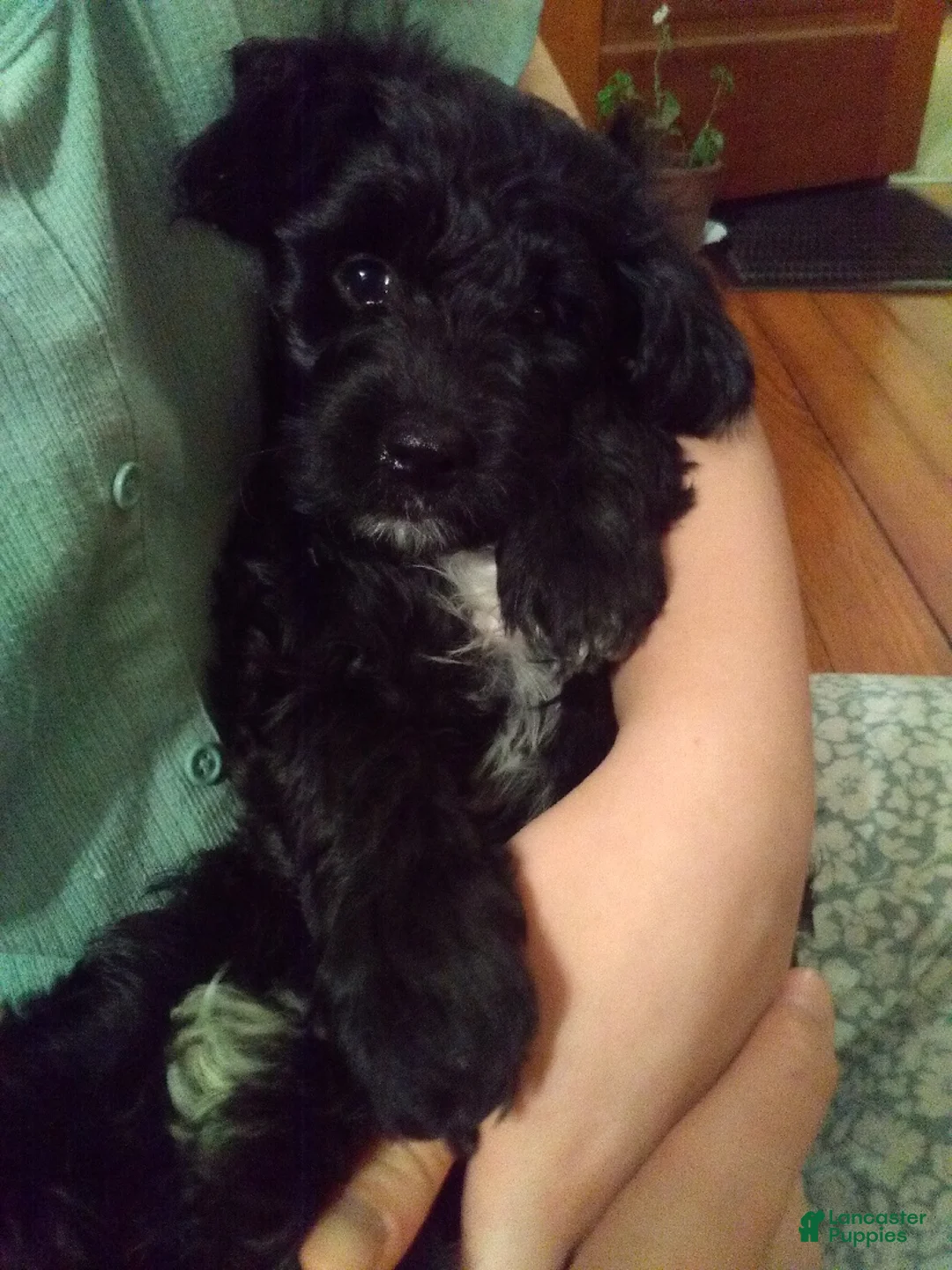 Mixed Breed dogs for sale: Lanie - Ad 1