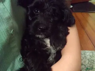 Mixed Breed dogs for sale: Lanie - Ad 4