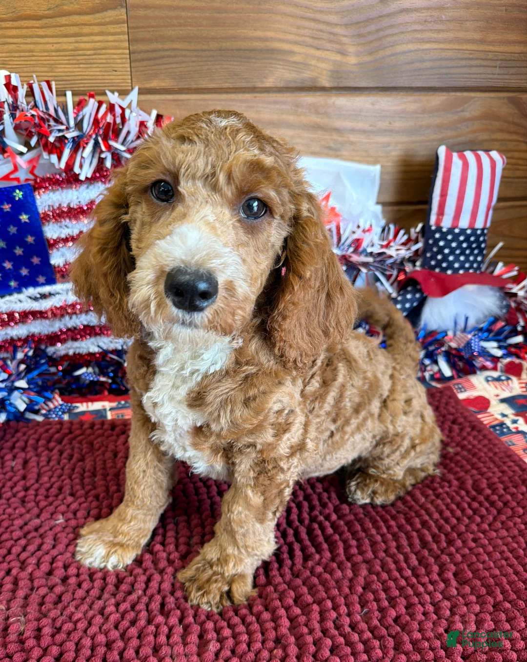 Labradoodle dogs for sale: Squirt - Ad 3