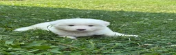 Great Pyrenees dogs for sale: Mr Blue - Ad 8